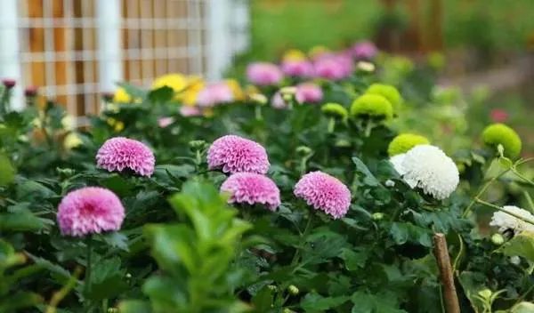 乒乓菊结种子什么样子