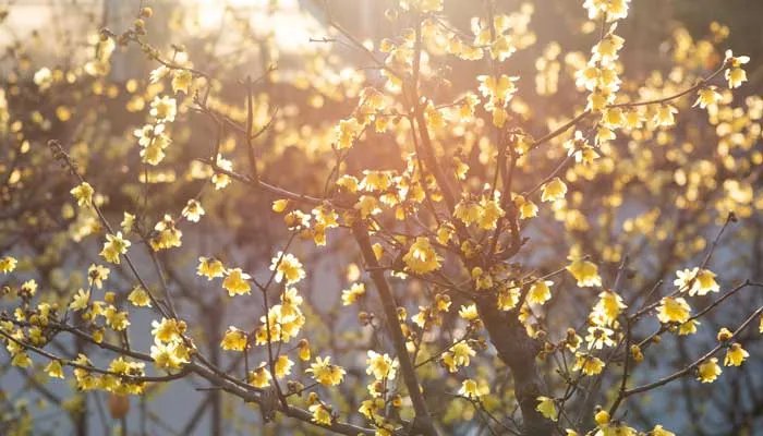 4月开什么花 农历4月开什么花