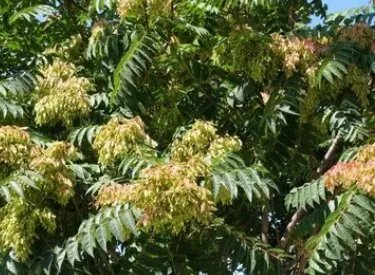 香椿价格已降至20元一斤,什么是香椿?