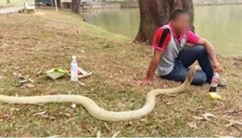 男子与蛇结婚同居 坚持认为蛇是其女友转世