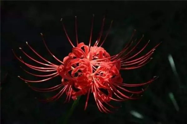 世界上最神秘的花排行榜 幽灵兰花上榜第四长相恐怖