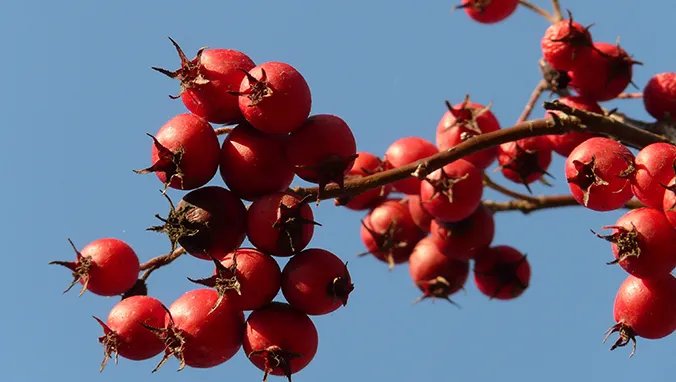山楂片的功效与作用