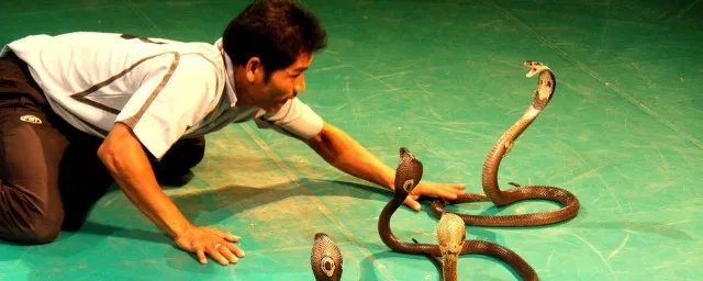 人蛇大战第二部大结局 来揭秘一下吧