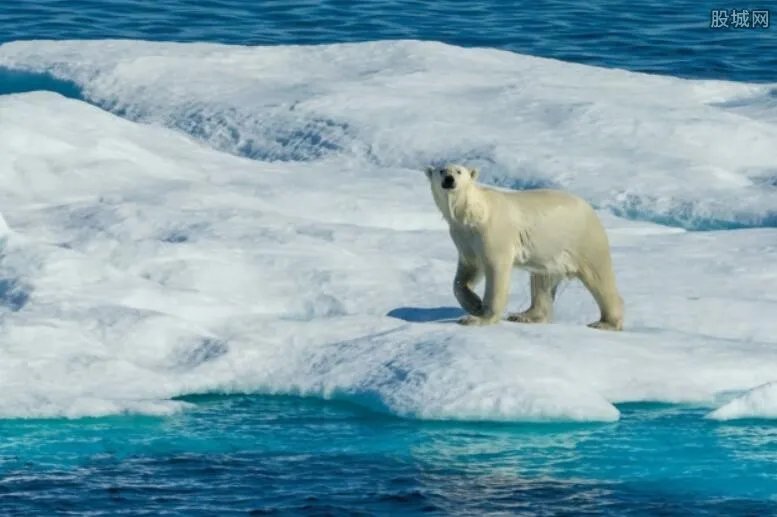 北极熊吃人吗 皮毛之王的兽性会主动攻击人吗？