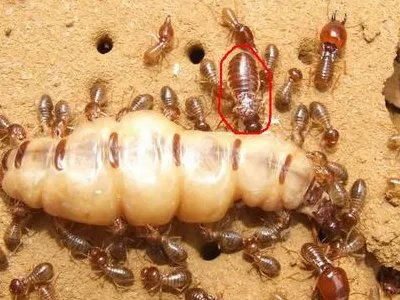 防治白蚁哪个公司比较好？