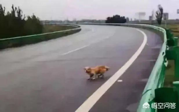如何评价3辆豪车高速避让流浪狗，致连环车祸损失十多万？
