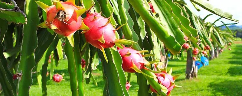 火龙果的种植方法 火龙果如何种植