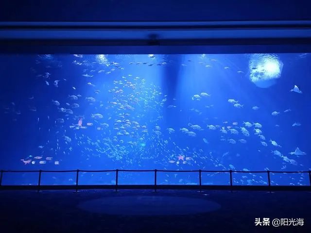 日照海洋公园门票多少钱？里边好玩吗？