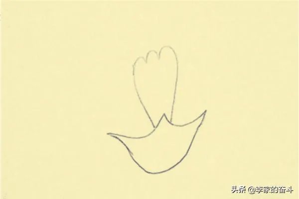 康乃馨怎么画？