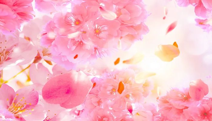 绍兴哪里可以看樱花 绍兴有樱花看吗