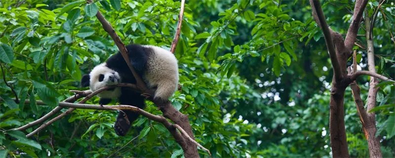 大熊猫的寿命有多长 大熊猫的寿命是多久