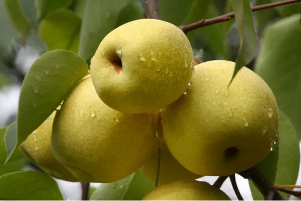 英语单词记忆法