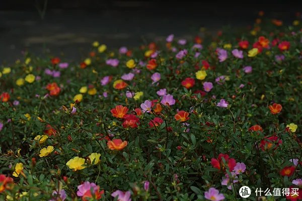 美能达镜头怎么样