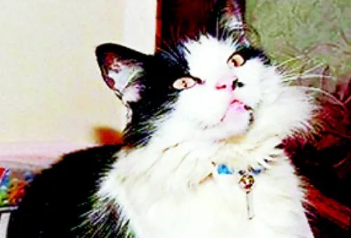 汉弗莱是什么梗？