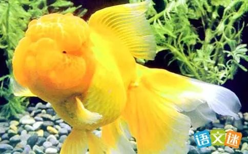 养金鱼