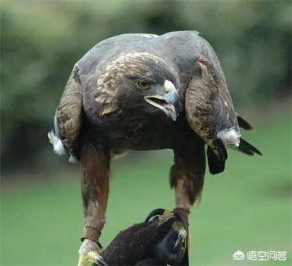 金雕有多大？能把人抓上天吗？