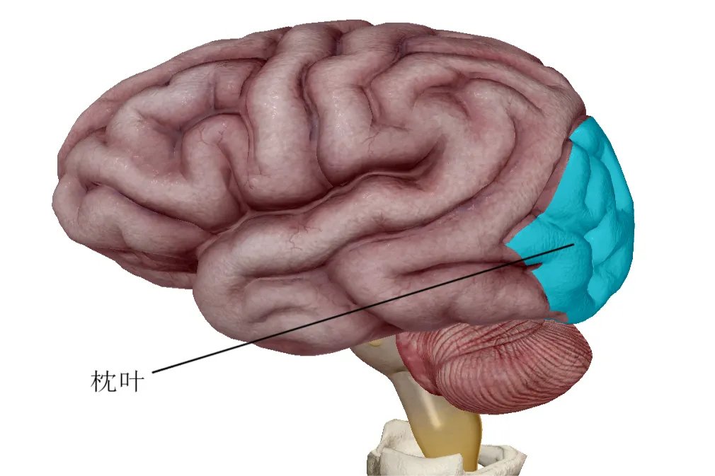 人的大脑结构图