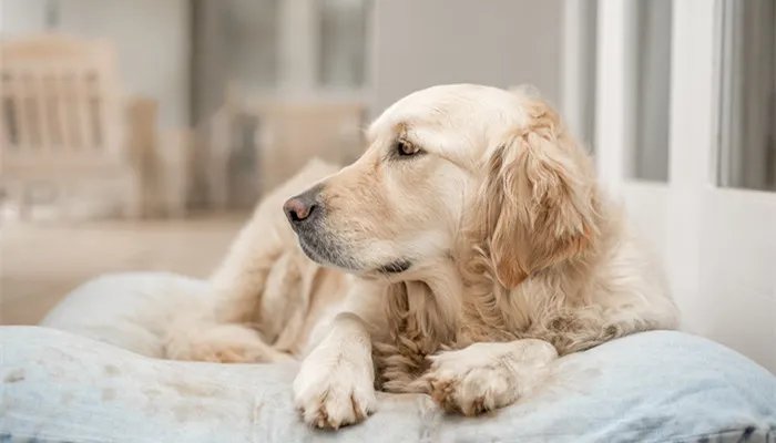 认识拉布拉多犬和金毛的区别 如何看拉布拉多品相