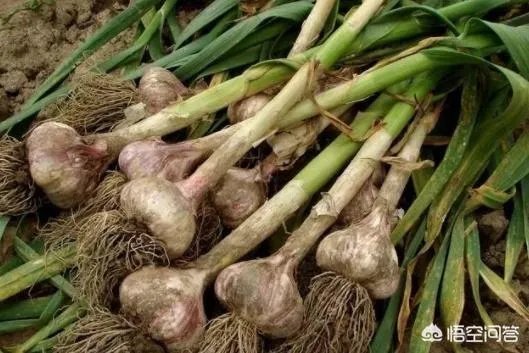 大蒜种植用什么肥料？