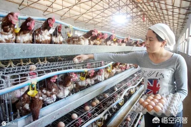 大家就最近几年来看，蛋鸡价格上涨周期是哪几年？