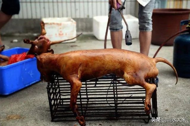 农业农村部征求意见：狗为伴侣动物拟禁食。你怎么看？