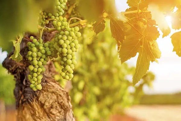 葡萄干 她把葡萄干煮水喝 结果万万没想到