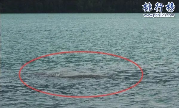 新疆喀纳斯湖水怪之谜真相大白,疑似15米32吨的巨型哲罗鲑(视频)