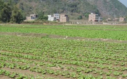 1亩地是多少平方米？