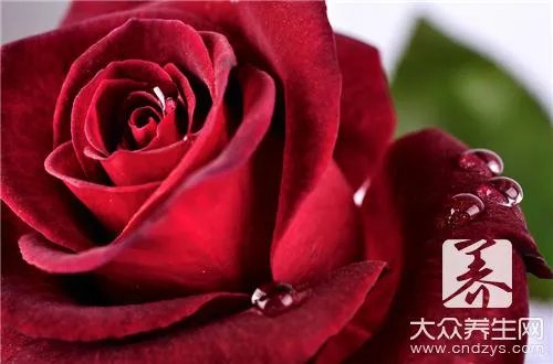 玫瑰茄功效与作用有哪些