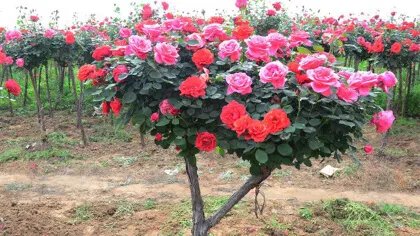 树桩月季花的养殖方法