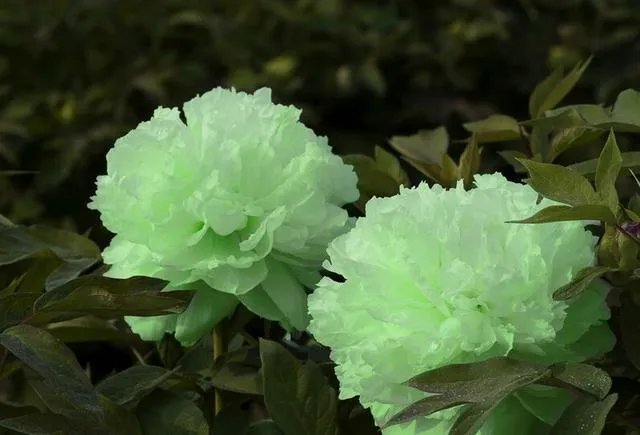 菏泽牡丹很有名么?