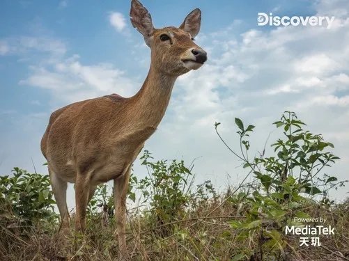 MediaTek携手Discovery探索多元生态,天玑影像记录自然之美