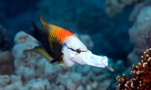 流氓鱼是什么鱼