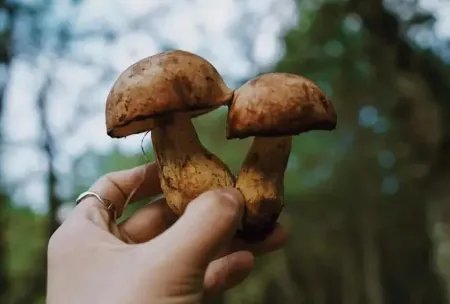 昆明一职员称办公室长出巨大毒蘑菇，蘑菇的生长力有多旺盛？