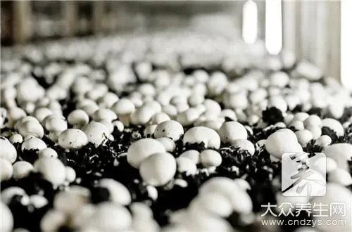 酵素青汁的功效与作用