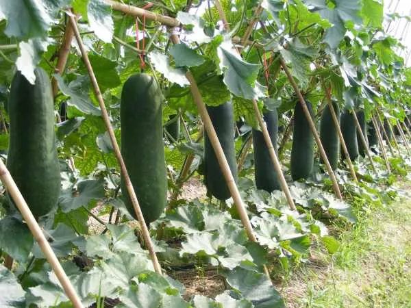 农户种出1米5高冬瓜，冬瓜一般是有多长？