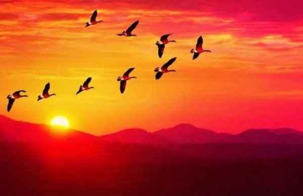 成群结队的意思是什么？