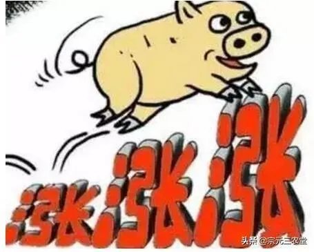 7月14日,10个省份的生猪价格突破了10元/斤的行情,这个行情能持续多久?