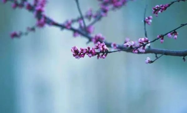 关于司马光的故事名叫什么? 求解答！