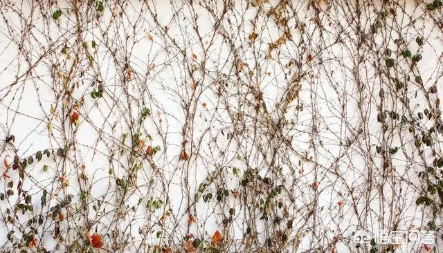 爬山虎巴在墙上如何摄影好看顺眼？