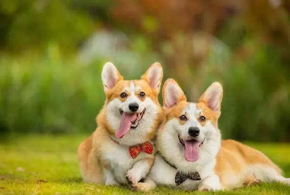 狗狗身上调节体温的汗腺分布在哪里 小狗调节体温的汗腺在身上哪个部位