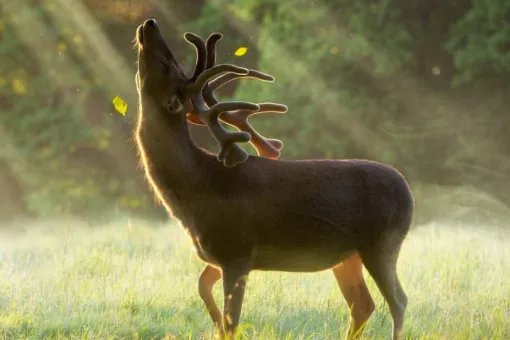 deer和deers的区别