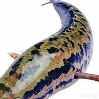 蛇鱼怎么做好吃？