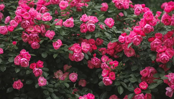 月季花的特点是什么