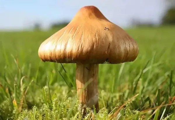 云南的野生菌大量生长，离群的大象会不会误食有毒的蘑菇？