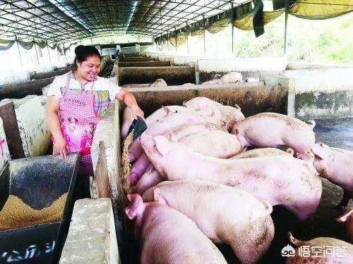 安徽猪饲料排名