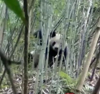 野生大熊猫栖息地是在哪里？