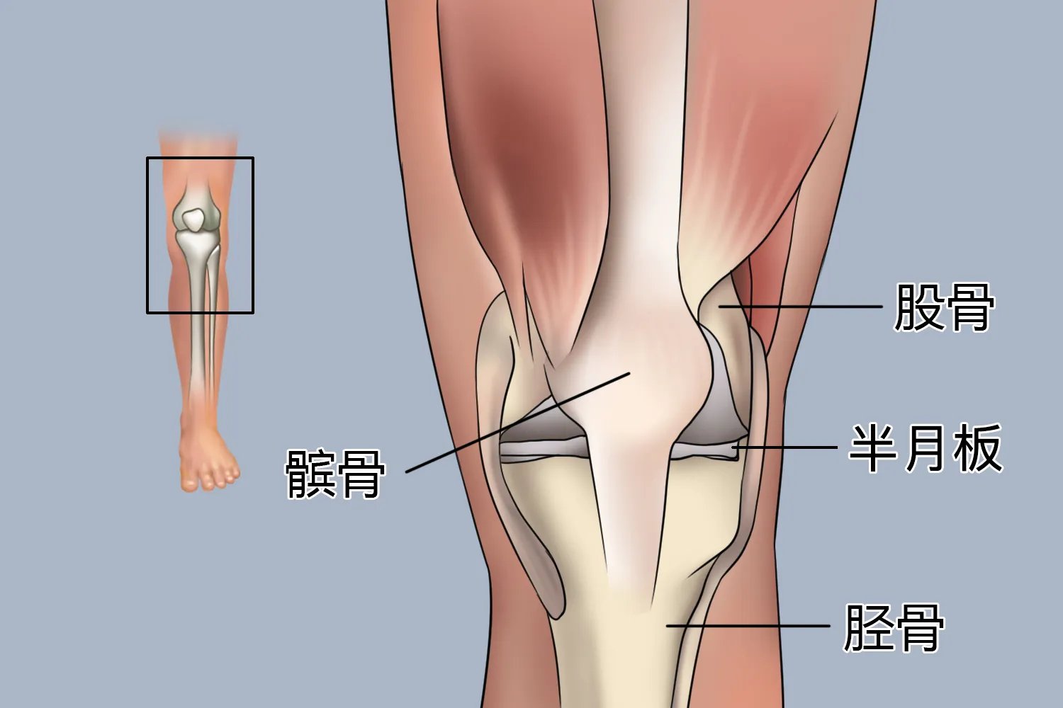 正常膝关节图片
