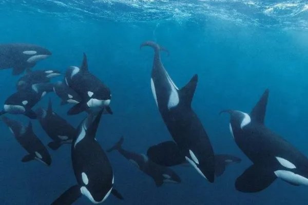 蓝鲸误入繁殖地被75只虎鲸吃掉，这属于物竞天择的范畴吗？