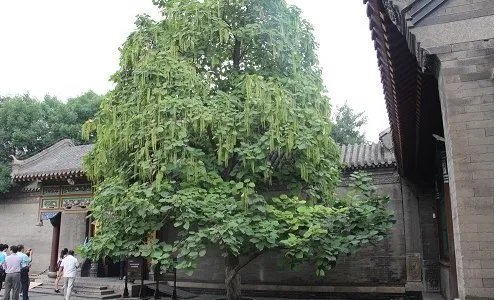 梓的意思和含义